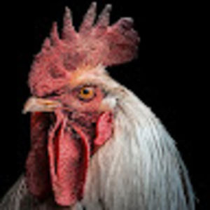 Meet your Posher, Roasted rooster